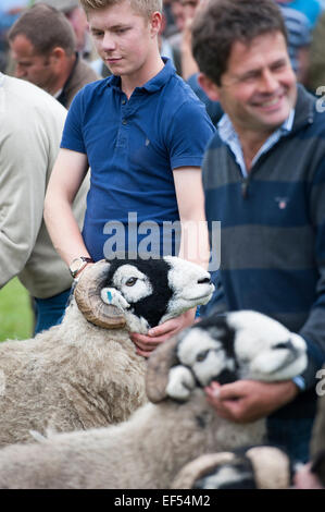 Swaledale Schafen auf der Jahresausstellung Muker Swaledale, North Yorkshire, UK zu urteilen. Stockfoto