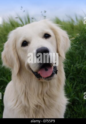 Porträt Golden Retriever Ruede 14 Monate Stockfoto