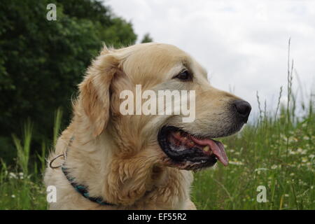 Golden Retriever Ruede Portrait 5 Jahre Seitlich Im Gruenen Stockfoto