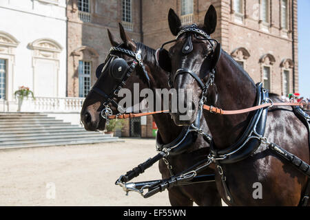 Internationaler Wettbewerb für traditionelle Wagen La Venaria Reale, zwei Friesenpferde, Italien Stockfoto