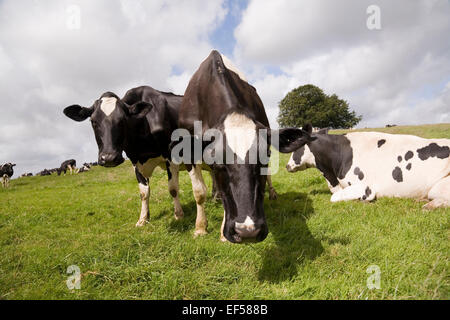 Zwei schwarz-weiße Kühe blicken aufmerksam auf die Kamera, während der Rest der Herde sich hinlegt oder grast. Gedreht auf einer Wiese in Somerset, England Stockfoto