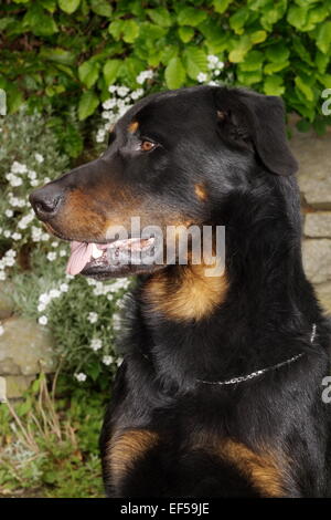 Berger de Beauce Ruede vier Jahre Portrait seitlich vor eine Mauer mit weißen Blüten, Berger de Beauce Ruede 4 Jahre Stockfoto