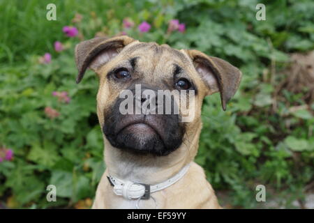 Mops Miniatur Bullterrier Mischling Porträt Im Garten Vor Blumen Stockfoto