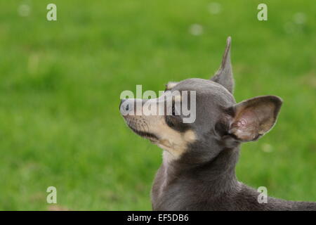 Russkiy Toy muß Miniatur Terrier Moskauer Toy Terrier Russkiy Toy Terrier, russischer Terrier Stockfoto