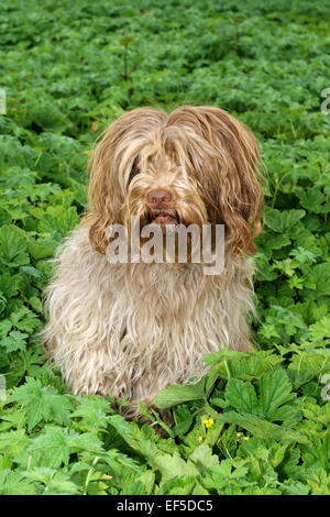 Niederlaendischer Schapendoes Sitzt Im Garten, Stockfoto