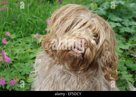 Schapendoes-Porträt Im Garten Stockfoto