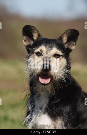 Schnauzer-Mix, Mischling ist auf Wiese, Schnauzer Mischling Liegt Auf de Wiese Stockfoto