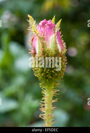Eine Knospe der Moss Rose Rosa "General Kleber" (Général Kléber) Stockfoto