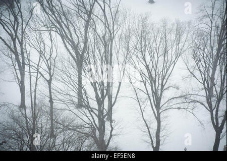 Manhattan, New York, USA. 26. Januar 2015. Central Park als ein Schneesturm kommt in New York City, Montag, 26. Januar 2015. © Bryan Smith/ZUMA Draht/Alamy Live-Nachrichten Stockfoto