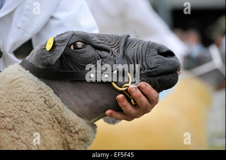 Bleu du Maine Schafe wird bei einer Landwirtschaftsausstellung in Großbritannien zeigte. Stockfoto