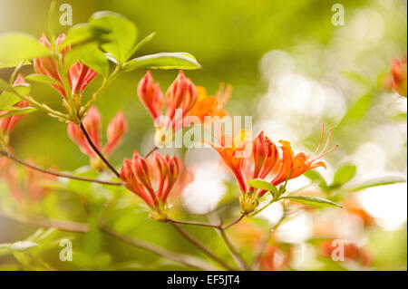 Rhododendron und Azaleen Glut Stockfoto