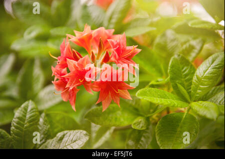 Il Tasso Rhododendron Azalea rote Blumen genannt Stockfoto