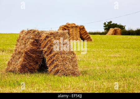 Heuballen, die Trocknung in einem Feld bei der Ernte Stockfoto