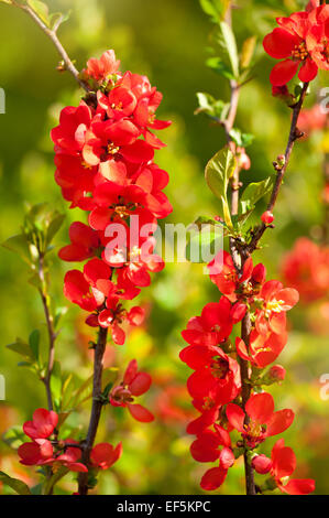 Chaenomeles Strauch rote Blüte Stockfoto