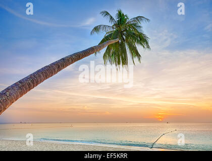 Palme, beugte sich über den Ozean Stockfoto