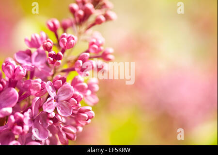 Lila Flowerets Blüte leuchtend rosa Blütenstand Stockfoto