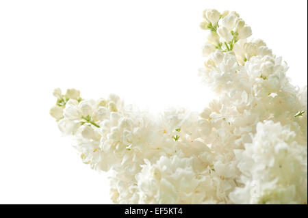 Lila weiße isolierende Blumen blühen hell Blütenstand Stockfoto