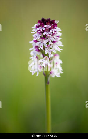 Ein Foto von ein Brandopfer-Tip-Orchidee. Stockfoto