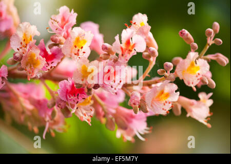 Aesculus rote Kastanienbaum Blüten Stockfoto