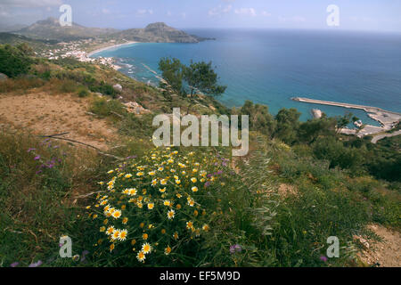 Gelbe Margeriten BAY BEACH & mediterranen PLAKIAS Kreta Griechenland 29. April 2014 Stockfoto