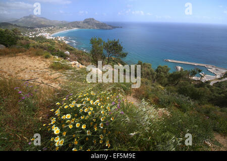 Gelbe Margeriten BAY BEACH & mediterranen PLAKIAS Kreta Griechenland 29. April 2014 Stockfoto