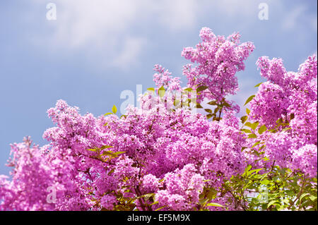 Lila lebendige rosa Trauben Strauch Stockfoto