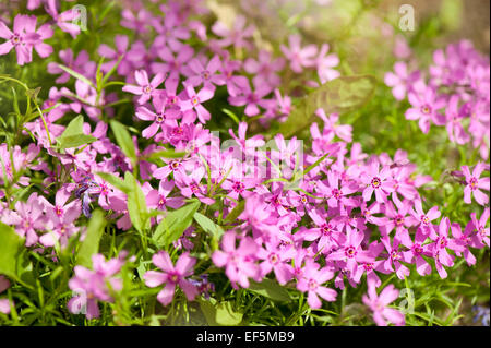 Phlox Subulata rosa blühende Pflanze wächst in Polen Stockfoto