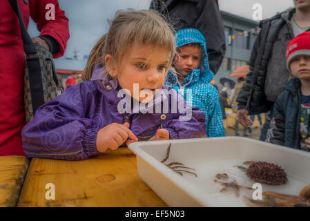 Kinder lernen über Muscheln während des Tages Festival des jährlichen Seaman, Reykjavik, Island Stockfoto