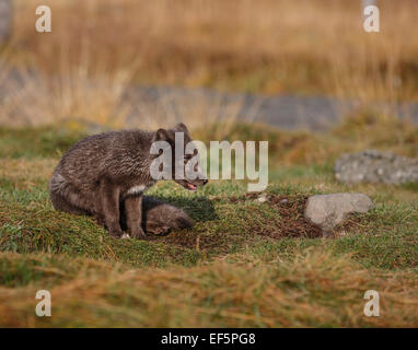 Porträt von Polarfuchs, Alopex Lagopus, Island Stockfoto