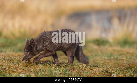 Portrait of Arctic Fox, Alopex lagopus, Iceland Stockfoto