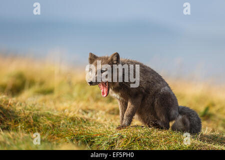 Porträt von Polarfuchs, Alopex Lagopus, Island Stockfoto