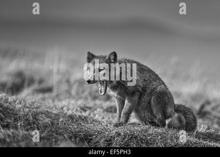 Porträt von Polarfuchs, Alopex Lagopus, Island Stockfoto