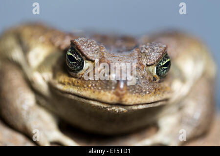 Tierwelt: Cane Toad – (Schädlingsbekämpfer Marina) früher (Bufo Marinus). Stockfoto