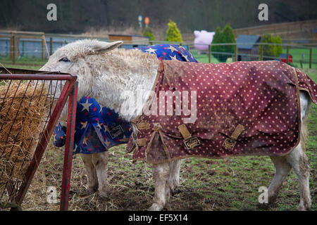 Esel mit schützenden Leinwand Wintermäntel, Suffolk, UK Stockfoto