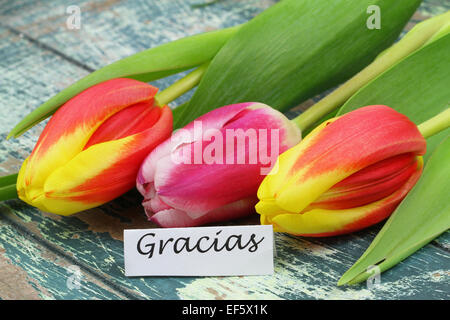 Gracias (d.h. danke auf Spanisch) mit bunten Tulpen Stockfoto