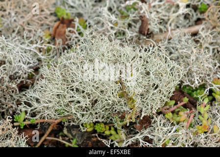 Rentier Flechten - Cladonia SP auf stillgelegten Industrieareal. Stockfoto