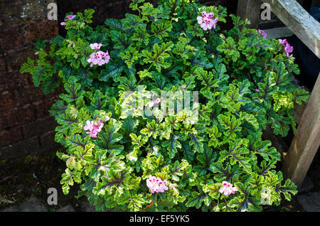Duftende Blatt Pelargonien Royal Oak Stockfoto