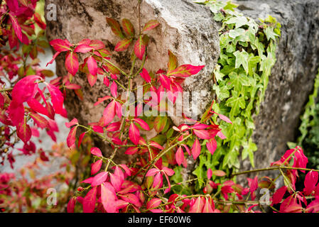 Rotes Laub auf Euonymus Alatus BHT im Oktober Stockfoto