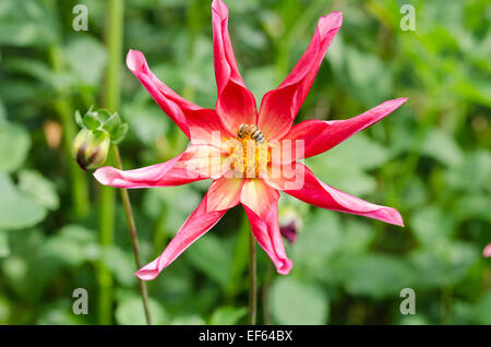 Eine schöne Blume Dahlie Honka Überraschung Stockfoto