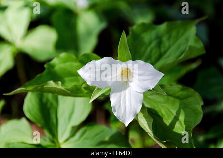 Trillium Grandiflorum eine schöne weiße Blume Blüte ist aus den USA Stockfoto