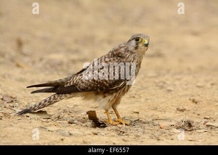 schönen weiblichen Turmfalken (Falco Tinnunculus) auf Anhöhe Stockfoto