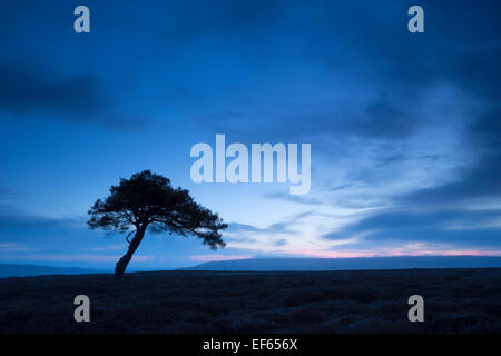 Einsamer Baum auf Spaunton Moor, North Yorkshire, Vereinigtes Königreich. Stockfoto