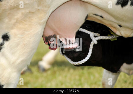 Kalb Milch von der Mutter gesäugt. Stockfoto