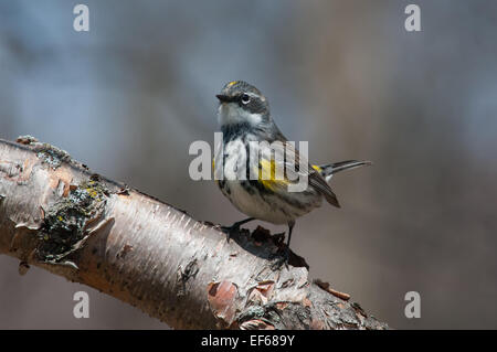 Gelb-Psephotus Warbler auf einem Ast während Frühjahrszug. Stockfoto