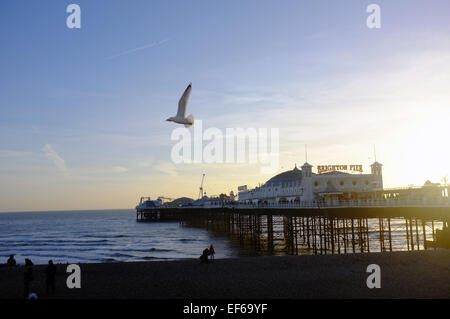 Eine Möwe fliegt vorbei an Brighton Pier bei Sonnenuntergang. Stockfoto