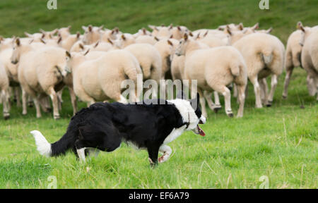 Border-Collie-Schäferhund arbeiten eine Herde von Schafen, Cumbria, UK Stockfoto