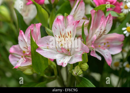 Detailansicht der Lilie Blumen Blumenstrauß Stockfoto
