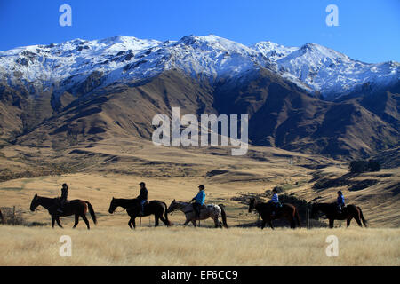 Pferdetrekking in Cardrona, in der Nähe von Wanaka, mit schneebedeckten Bergen im Hintergrund Stockfoto