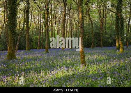 Glockenblumen in Bach Holz Stockfoto