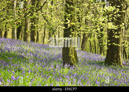 Glockenblumen in Burrator Wäldern Stockfoto